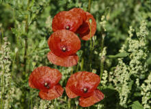 Papaver rhoeas / Klatschmohn / Papaveraceae / Mohngewchse