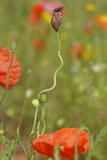 Papaver rhoeas / Klatschmohn / Papaveraceae / Mohngewchse