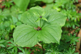 Paris quadrifolia / Vierblttrige Einbeere / Liliaceae - Trilliaceae / Giftig!