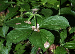 Paris quadrifolia / Vierblttrige Einbeere / Liliaceae - Trilliaceae / Giftig!