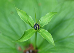 Paris quadrifolia / Vierblttrige Einbeere / Liliaceae - Trilliaceae / Giftig!