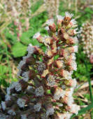 Petasites hybridus / Gemeine Pestwurz / Asteraceae / Korbbltengewchse