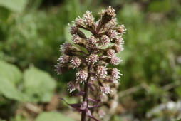 Petasites hybridus / Gemeine Pestwurz / Asteraceae / Korbbltengewchse