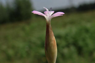 Petrorhagia prolifera / Sprossende Felsennelke / Caryophyllaceae / Nelkengewchse