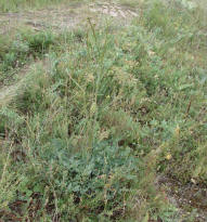 Peucedanum cervaria / Hirschwurz / Apiaceae / Doldenblütengewächse