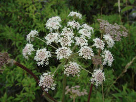 Peucedanum cervaria / Hirschwurz / Apiaceae / Doldenbltengewchse