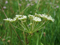 Peucedanum oreoselinum / Berg-Haarstrang / Apiaceae / Doldenbltengewchse