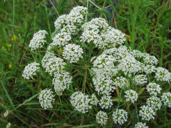 Peucedanum oreoselinum / Berg-Haarstrang / Apiaceae / Doldenbltengewchse