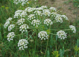 Peucedanum oreoselinum / Berg-Haarstrang / Apiaceae / Doldenbltengewchse