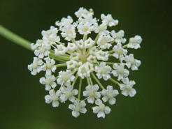 Peucedanum oreoselinum / Berg-Haarstrang / Apiaceae / Doldenbltengewchse