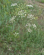 Peucedanum oreoselinum / Berg-Haarstrang / Apiaceae / Doldenbltengewchse