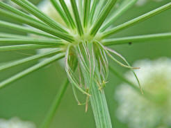 Peucedanum oreoselinum / Berg-Haarstrang (Hüllblätter) / Apiaceae / Doldenblütengewächse