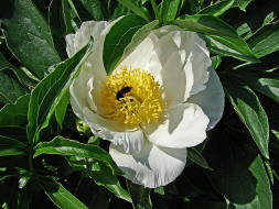 Paeonia spec. / Pfingstrose / Pfingstrosengewchse / Paeoniaceae