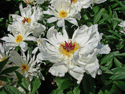 Paeonia spec. / Pfingstrose / Pfingstrosengewchse / Paeoniaceae