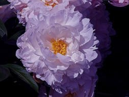 Paeonia spec. / Pfingstrose / Pfingstrosengewchse / Paeoniaceae