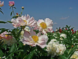 Paeonia spec. / Pfingstrose / Pfingstrosengewchse / Paeoniaceae