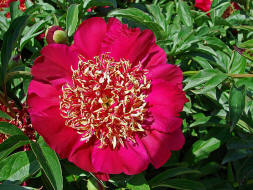 Paeonia spec. / Pfingstrose / Pfingstrosengewchse / Paeoniaceae