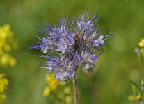 Phacelia tanacetifolia / Bschelschn / Borstiger Bienenfreund / Hydrophyllaceae / Wasserblattgewchse