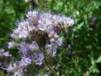 Phacelia tanacetifolia / Bschelschn / Borstiger Bienenfreund / Hydrophyllaceae / Wasserblattgewchse