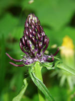 Phyteuma nigrum / Schwarze Teufelskralle / Campanulaceae / Glockenblumengewchse