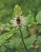 Phyteuma spicatum / hrige Teufelskralle / Campanulaceae / Glockenblumengewchse