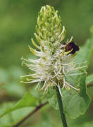 Phyteuma spicatum / hrige Teufelskralle / Campanulaceae / Glockenblumengewchse