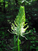 Phyteuma spicatum / hrige Teufelskralle / Campanulaceae / Glockenblumengewchse