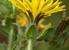 Picris echioides / Natternkopf-Bitterkraut / Wurmlattich / Asteraceae / Korbbltengewchse (uere Hllbltter sehr markant vergrert, ei- bis herzfrmig)