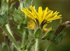 Picris echioides / Natternkopf-Bitterkraut / Wurmlattich / Asteraceae / Korbbltengewchse