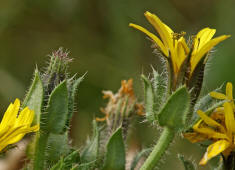 Picris echioides / Natternkopf-Bitterkraut / Wurmlattich / Asteraceae / Korbbltengewchse