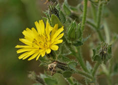 Picris echioides / Natternkopf-Bitterkraut / Wurmlattich / Asteraceae / Korbbltengewchse