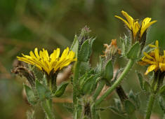 Picris echioides / Natternkopf-Bitterkraut / Wurmlattich / Asteraceae / Korbbltengewchse