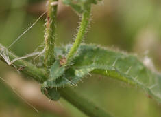 Picris echioides / Natternkopf-Bitterkraut / Wurmlattich / Asteraceae / Korbblütengewächse (Stängelblätter stängelumfassend)