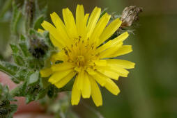 Picris echioides / Natternkopf-Bitterkraut / Wurmlattich / Asteraceae / Korbblütengewächse