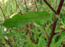 Picris hieracioides / Gewhnliches Bitterkraut / Asteraceae / Korbbltengewchse