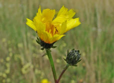 Picris hieracioides / Gewhnliches Bitterkraut / Asteraceae / Korbbltengewchse