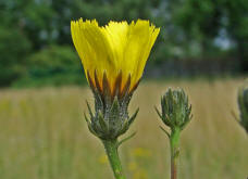 Picris hieracioides / Gewhnliches Bitterkraut / Asteraceae / Korbbltengewchse