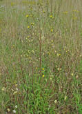 Picris hieracioides / Gewhnliches Bitterkraut / Asteraceae / Korbbltengewchse