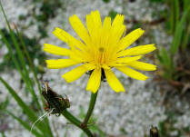 Picris hieracioides / Gewhnliches Bitterkraut / Asteraceae / Korbbltengewchse