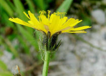 Picris hieracioides / Gewhnliches Bitterkraut / Asteraceae / Korbbltengewchse