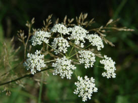 Kleines Artenportrait mit Text und Fotos von Pimpinella saxifraga / Kleine Bibernelle / Steinbrechwurz / Apiaceae - Doldenbltengewchse