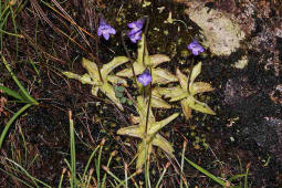 Pinguicula vulgaris / Gemeines Fettkraut / Lentibulariaceae / Wasserschlauchgewchse