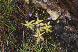 Pinguicula vulgaris / Gemeines Fettkraut / Lentibulariaceae / Wasserschlauchgewchse