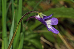 Pinguicula vulgaris / Gemeines Fettkraut / Lentibulariaceae / Wasserschlauchgewchse