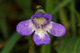 Pinguicula vulgaris / Gemeines Fettkraut / Lentibulariaceae / Wasserschlauchgewchse