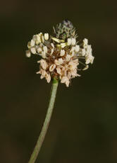 Plantago lanceolata / Spitz-Wegerich / Plantaginaceae / Wegerichgewchse