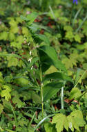 Polygonatum multiflorum / Vielbltige Weiwurz / Convallariaceae / Maiglckchengewchse