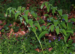 Polygonatum multiflorum / Vielbltige Weiwurz / Convallariaceae / Maiglckchengewchse