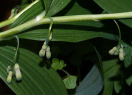 Polygonatum multiflorum / Vielbltige Weiwurz / Convallariaceae / Maiglckchengewchse