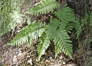 Polypodium vulgare agg. / Tpfelfarn / Polypodiaceae / Tpfelfarngewchse